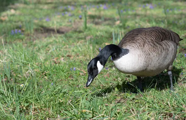 Close-up of a wild goose eating grass in a meadow. Small blue flowers grow in the background. The goose has a long black neck. The green meadow in the background.