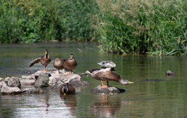 Bir grup yaban ördeği nehrin ortasındaki taşların üzerinde duruyor. Ördekler yazın kanatlarını açarlar. Arka planda uzun kamışlar var..