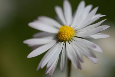 Küçük beyaz bir papatyanın yakın çekimi. Sarı polen ortada parlıyor. Arka plan yeşil..