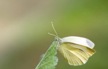 Yeşil yaprağınızın üzerinde oturan sarı bir kelebeğin, küçük bir lahananın (Pieris rapae) yakın çekimi. Arka planda metin için boşluk var.