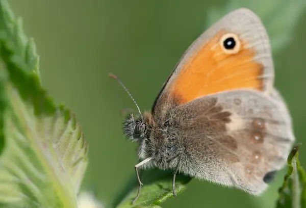 Close-up of a small, orange-brown butterfly (Coenonympha pamphilus) hiding between the leaves of a plant. The background is green.