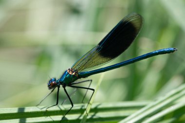 Mavi bir kızböceği çimlerin üzerinde oturur. Böcek yandan fotoğraflanır ve kanatları kapanır..