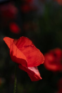 Koyu bir arka planda parlayan kırmızı bir gelincik çiçeğinin yakın çekimi. Resim portre biçiminde..