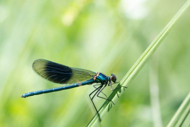 Mavi bir kızböceği Bavyera 'da bir çimen yaprağına oturur. Arka planda yeşil çimenler var. Güneş yan taraftan parlıyor. Metin için boşluk var.