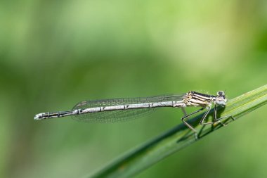 Çimlerin üzerinde oturan küçük bir yusufçuğa yakın plan. Güneş yukarıdan parlıyor. Arka plan yeşil. Metin için boşluk var.