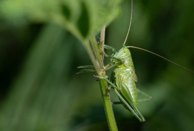 Yeşil çekirgeye (Tettigonia viridissima) yakın plan, bir yaprağın gövdesinde oturan ve saklanan büyük yeşil çekirge. Hayvan iyi kamufle olmuş..