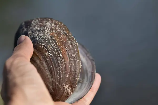 Yaygın bir nehir midyesinin kabuğuna yakın çekim, tatlı suyun içinde yaşayan büyük bir midye. Kabuk bir el tarafından tutulur. Kabukta kum taneleri var..