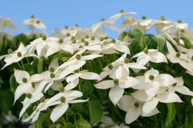 Japon çiçekleri, yeşil bir arka plana karşı, 'Beni Fuji' (Cornus kousa) ile çiçek açarlar. Çiçekler yağmurdan ıslandı..