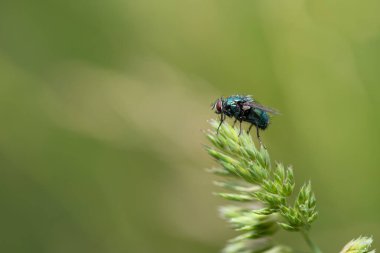 Çiçekli bir ot yaprağının üzerinde oturan altın sineğin (Lucilia sericata) yakın çekimi. Güneş parlıyor. Böceğin üzerinde çiy damlaları var. Arka plan yeşil..