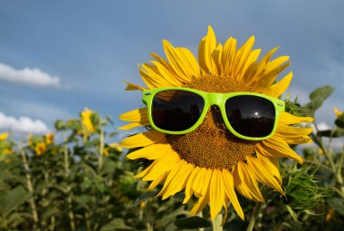 Güneş gözlüğü takan büyük sarı bir ayçiçeğinin yakın çekimi. Güneş parlıyor. Gökyüzü mavi. Çiçek ayçiçeği tarlasında büyüyor..