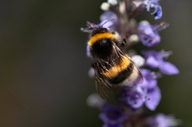 Bir yaban arısı mor çiçeklerin üzerinde oturur ve yiyecek arar. Hayvanın arkası çekiliyor. Kürk açıkça tanınabilir. Metin için boşluk var.