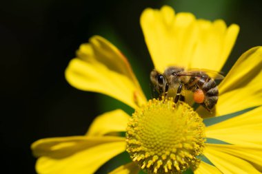 Close-up of a small honeybee searching for pollen on a yellow flower. Pollen packets can be seen on its hind legs. The background is dark. clipart