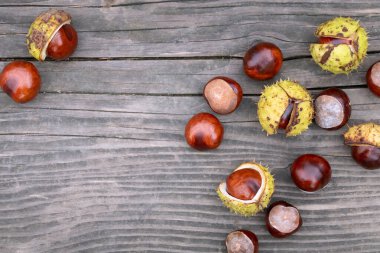 At kestanesinin üzerinde yattığı eski bir tahta parçasının arka planı. At kestanelerinden bazıları kabuklarında. Metin için boşluk var.