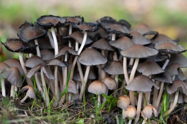 Bir grup küçük kahverengi mantar yakın çekim, kırışık çınlama (Coprinopsis atramentaria), sonbaharda bir çayırda duruyor.