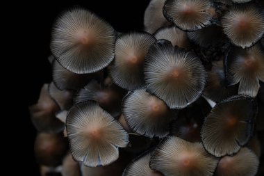 Bir grup küçük kahverengi mantar yakın çekim, kırışık çınlama (Coprinopsis atramentaria), sonbaharda yukarıdan fotoğraflanmıştır.