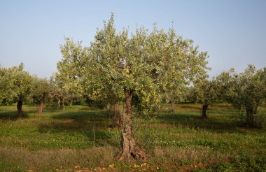 Tarlada zeytin ağaçları var. Öndeki ağaçtan sarkan olgun yeşil zeytinler. Arka plan mavi gökyüzü