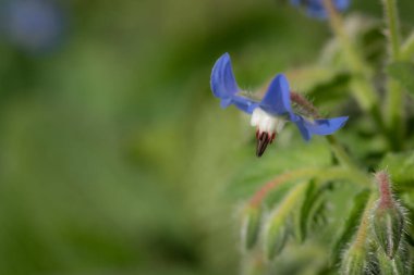 Çayırda yetişen borago officinalis (Borago officinalis) yakın çekim. Mavi çiçek resmin kenarında büyür. Ortasında metin için bolca yer var..