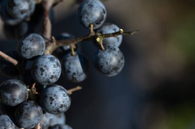 Sonbaharda bir dalda asılı duran olgun yamaçların yakın çekimi. Resimde metin için boşluk var.