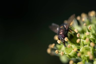Vahşi sarmaşık çiçeklerinin üzerinde oturan bir sineğin yakın çekimi. Bileşik gözler uçuşta görülebilir. Arkaplan koyu, metin için boşluk var.