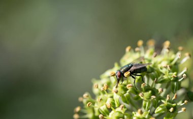 Vahşi sarmaşık çiçeklerinin üzerinde oturan bir sineğin yakın çekimi. Bileşik gözler uçuşta görülebilir. Arkaplan yeşil, metin için boşluk var.