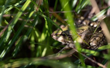 Küçük bir kurbağa çimenlerde saklanır. Hayvan barınacak bir yer arıyor..