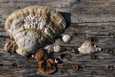 Eski ahşap üzerinde büyüyen ağaç mantarlarının yakın plan ve arka planı.