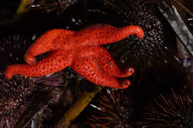 Bir grup deniz kestanesi üzerinde sürünen kırmızı bir denizyıldızının yakın çekimi..