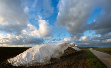 Landscape photograph in Bavaria. A large pile of sugar beet lies on the harvested fields. The harvest is covered with a cloth that is blown away by the wind. clipart