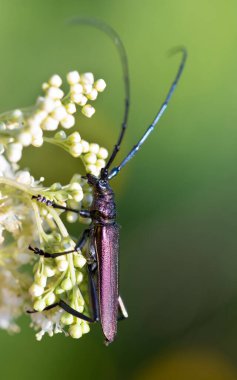 Parıldayan bakır misk geyiğinin (Aromia moschata) yaz aylarında beyaz bir çiçeğin sümbelerinde oturduğu yakın plan..