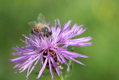 Küçük bir bal arısı yazın mor bir çayır çiçeğinde polen arar. Arka planda sarı noktalar olan yeşil bir çayır..