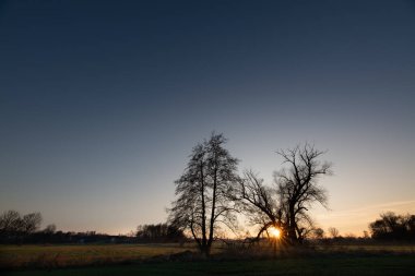 Arkalarında güneş doğarken çıplak ağaçların manzarası. Bir güneş yıldızı görülebilir..