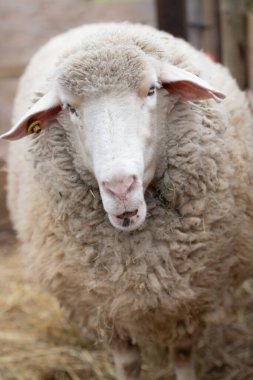 Kameraya tuhaf bir şekilde bakan beyaz bir koyunun portresi. Kafa bir sürü yün arasında görülebilir. Resim portre biçiminde..