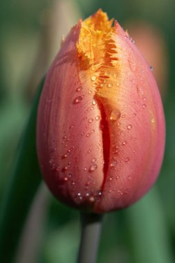 Baharda açan turuncu bir lale çiçeğinin yakın çekimi. Damlalar yaprakların üzerine oturur. Arka plan yeşil..