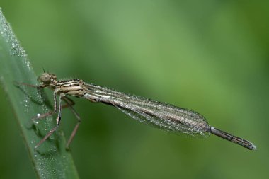 Close-up of a small, delicate dragonfly hanging from a blade of grass. Small dewdrops are on the dragonfly's wings. The sun is shining in the background. clipart