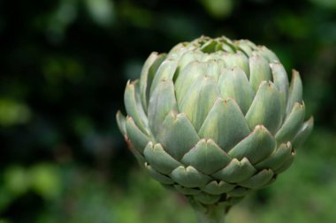 Bahçede büyüyen enginar tomurcuğunun yakın çekimi. Arka planda yeşil yapraklar görülebilir.