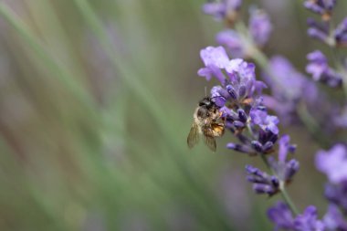 Küçük vahşi bir arı lavanta çiçeğine tutunur ve polen arar. Kenarında yazı için bir sürü yer var..