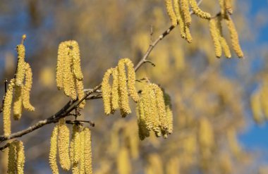 Hazelnut blossoms glow yellow in the sun. The flowers look like long worms on a bush. The sun is shining.