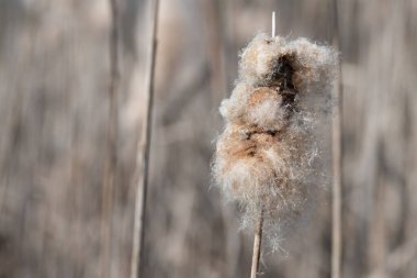 Baharda uzun sazlıklar. Tohumlar gevşedi ve rüzgarla savruldu..