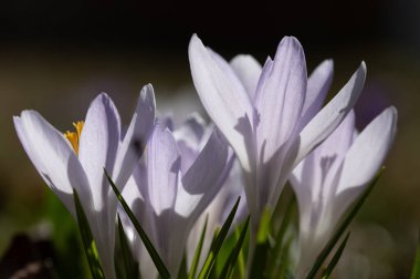 Bir çayırda büyüyen mor bir tarla faresi. Güneş arkadan pastel renkli çiçeklerin arasından parlıyor..