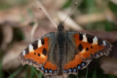 Kuru bir yaprağın üzerinde oturan küçük bir tilkinin (Aglais urticae) yakın çekimi. Mart ayındayız ve kelebek güneşin ilk ışıklarının tadını çıkarıyor..