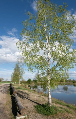 Genç huş ağaçları baharda bir gölün kıyısında durur. Resim portre biçiminde. Beyaz bulutlar mavi gökyüzünde sürükleniyor ve suya yansıyor..