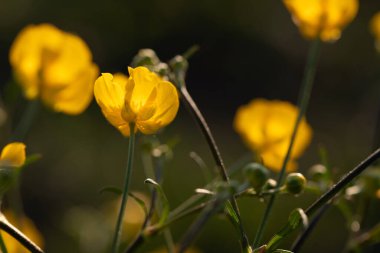 Çayırda yetişen sarı düğün çiçekleri. Güneş sarı çiçeklerin üzerinde parlıyor.