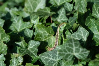 Küçük yeşil bir zümrüt kertenkele (Lacerta) birçok sarmaşık yaprağı arasında ilginç bir şekilde görünür. Hayvan temkinlidir ve çevresini gözlemler..