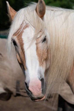 Önden çekilmiş uzun yeleli açık kahverengi bir at. Hayvan kameraya bakıyor..