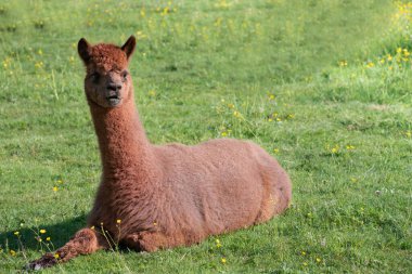 Genç kahverengi bir alpaka yeşil bir çayırda oturur. Çayırda sarı çiçekler yetişiyor. Hayvan rahat görünüyor..
