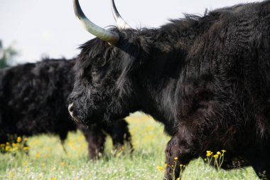 Uzun kürklü siyah bir dağ sığırı çayırda koşuyor. Boynuzlar açıkça görülüyor..