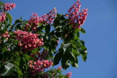 Çiçek açan bir kestane ağacının dallarına yakın plan. Çiçekler mavi gökyüzüne karşı kırmızı parlıyor..