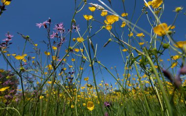 Sarı düğün çiçekleri bir bahar otlağında vahşi bir şekilde yetişiyor. Arka plandaki mavi gökyüzü.
