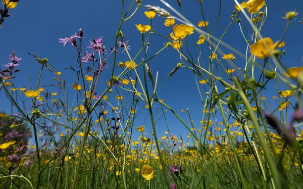 Sarı düğün çiçekleri bir bahar otlağında vahşi bir şekilde yetişiyor. Arka plandaki mavi gökyüzü.