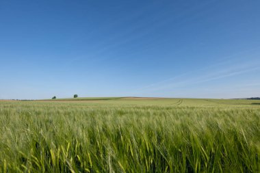 Baharda büyük yeşil bir tahıl tarlasının manzara görüntüsü. Arpa ufka kadar uzanıyor. Arka plandaki mavi gökyüzü.